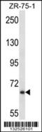 Junctophilin 2 antibody, 57-048, ProSci, Western Blot image 