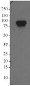 Cell Cycle Associated Protein 1 antibody, NBP2-22238, Novus Biologicals, Western Blot image 