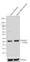 Claudin 5 antibody, 35-2500, Invitrogen Antibodies, Western Blot image 