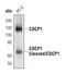 CUB Domain Containing Protein 1 antibody, PA5-17245, Invitrogen Antibodies, Western Blot image 