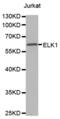 ETS Transcription Factor ELK1 antibody, abx000861, Abbexa, Western Blot image 