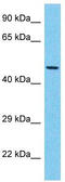 EYA Transcriptional Coactivator And Phosphatase 3 antibody, TA344513, Origene, Western Blot image 