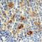 G2/mitotic-specific cyclin-B1 antibody, AF6000, R&D Systems, Immunohistochemistry frozen image 