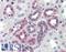C1q And TNF Related 6 antibody, LS-B468, Lifespan Biosciences, Immunohistochemistry paraffin image 