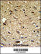 Nocturnin antibody, 62-359, ProSci, Immunohistochemistry paraffin image 