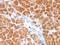 Clathrin Light Chain A antibody, orb386041, Biorbyt, Immunohistochemistry paraffin image 