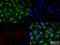 Formimidoyltransferase Cyclodeaminase antibody, NB600-412, Novus Biologicals, Immunocytochemistry image 