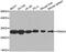 Proteasome Subunit Alpha 3 antibody, MBS127249, MyBioSource, Western Blot image 