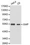 X-Linked Inhibitor Of Apoptosis antibody, LS-B13363, Lifespan Biosciences, Western Blot image 