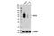 V-Set Immunoregulatory Receptor antibody, 64953S, Cell Signaling Technology, Western Blot image 