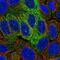 Syntaxin Binding Protein 2 antibody, NBP1-83137, Novus Biologicals, Immunofluorescence image 