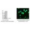 Emerin antibody, IQ567, Immuquest, Immunofluorescence image 