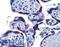 Endoplasmic Reticulum Protein 44 antibody, LS-B6215, Lifespan Biosciences, Immunohistochemistry paraffin image 