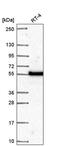 DNA Polymerase Mu antibody, PA5-66816, Invitrogen Antibodies, Western Blot image 