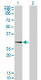 Protein phosphatase inhibitor 2 antibody, LS-C133841, Lifespan Biosciences, Western Blot image 