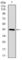 Coactosin Like F-Actin Binding Protein 1 antibody, abx012132, Abbexa, Western Blot image 