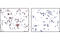 Glycogen Synthase Kinase 3 Alpha antibody, 9316P, Cell Signaling Technology, Immunohistochemistry paraffin image 