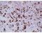Complement C4A (Rodgers Blood Group) antibody, MA5-18044, Invitrogen Antibodies, Immunohistochemistry paraffin image 