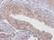 Arylsulfatase D antibody, orb216023, Biorbyt, Immunohistochemistry paraffin image 