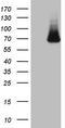 Kelch Like Family Member 12 antibody, LS-C789810, Lifespan Biosciences, Western Blot image 