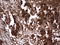 H2A Histone Family Member Y2 antibody, LS-C789874, Lifespan Biosciences, Immunohistochemistry frozen image 