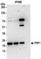 Psf1 antibody, NBP2-30366, Novus Biologicals, Immunoprecipitation image 