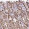 Chitinase Acidic antibody, PA5-63681, Invitrogen Antibodies, Immunohistochemistry frozen image 