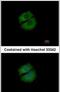 RUN And FYVE Domain Containing 1 antibody, PA5-31399, Invitrogen Antibodies, Immunofluorescence image 