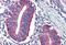 Dap12 antibody, NBP1-52376, Novus Biologicals, Immunohistochemistry paraffin image 