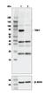 Mitogen-Activated Protein Kinase Kinase Kinase 7 antibody, 4505S, Cell Signaling Technology, Western Blot image 