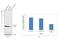 Cytochrome C Oxidase Subunit 4I1 antibody, A-21347, Invitrogen Antibodies, Western Blot image 