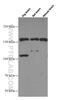 Neurotrophic Receptor Tyrosine Kinase 3 antibody, 66380-1-Ig, Proteintech Group, Western Blot image 