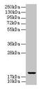 Ubiquitin-conjugating enzyme E2 G2 antibody, CSB-PA025454LA01HU, Cusabio, Western Blot image 