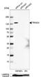 Tripartite Motif Containing 24 antibody, NBP1-92506, Novus Biologicals, Western Blot image 