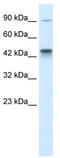KIF3 antibody, TA334695, Origene, Western Blot image 