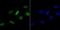 Histone Cluster 4 H4 antibody, NBP2-80444, Novus Biologicals, Immunocytochemistry image 