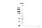 Eukaryotic Translation Initiation Factor 3 Subunit I antibody, A05450, Boster Biological Technology, Western Blot image 