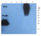 Sp7 Transcription Factor antibody, orb360768, Biorbyt, Western Blot image 