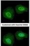 Keratin 34 antibody, PA5-22224, Invitrogen Antibodies, Immunofluorescence image 