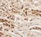 NK2 Homeobox 2 antibody, LS-C153754, Lifespan Biosciences, Immunohistochemistry frozen image 