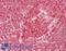 Eukaryotic Translation Elongation Factor 2 antibody, LS-B14729, Lifespan Biosciences, Immunohistochemistry paraffin image 