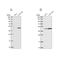 WD Repeat Domain 18 antibody, NBP2-30928, Novus Biologicals, Western Blot image 