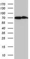 Cytochrome P450 Family 26 Subfamily B Member 1 antibody, TA811497S, Origene, Western Blot image 