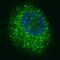 c-met antibody, MBS9200046, MyBioSource, Immunofluorescence image 