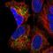 Mitochondrial Ribosomal Protein S9 antibody, NBP2-30429, Novus Biologicals, Immunocytochemistry image 