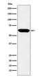 E2F Transcription Factor 4 antibody, M01920, Boster Biological Technology, Western Blot image 