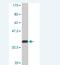 Mindbomb E3 Ubiquitin Protein Ligase 2 antibody, H00142678-M01A, Novus Biologicals, Western Blot image 