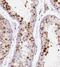 Cpbp antibody, FNab04604, FineTest, Immunohistochemistry frozen image 