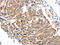 SDC3 antibody, CSB-PA925237, Cusabio, Immunohistochemistry frozen image 