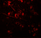 Adhesion Molecule With Ig Like Domain 1 antibody, 7565, ProSci, Immunofluorescence image 